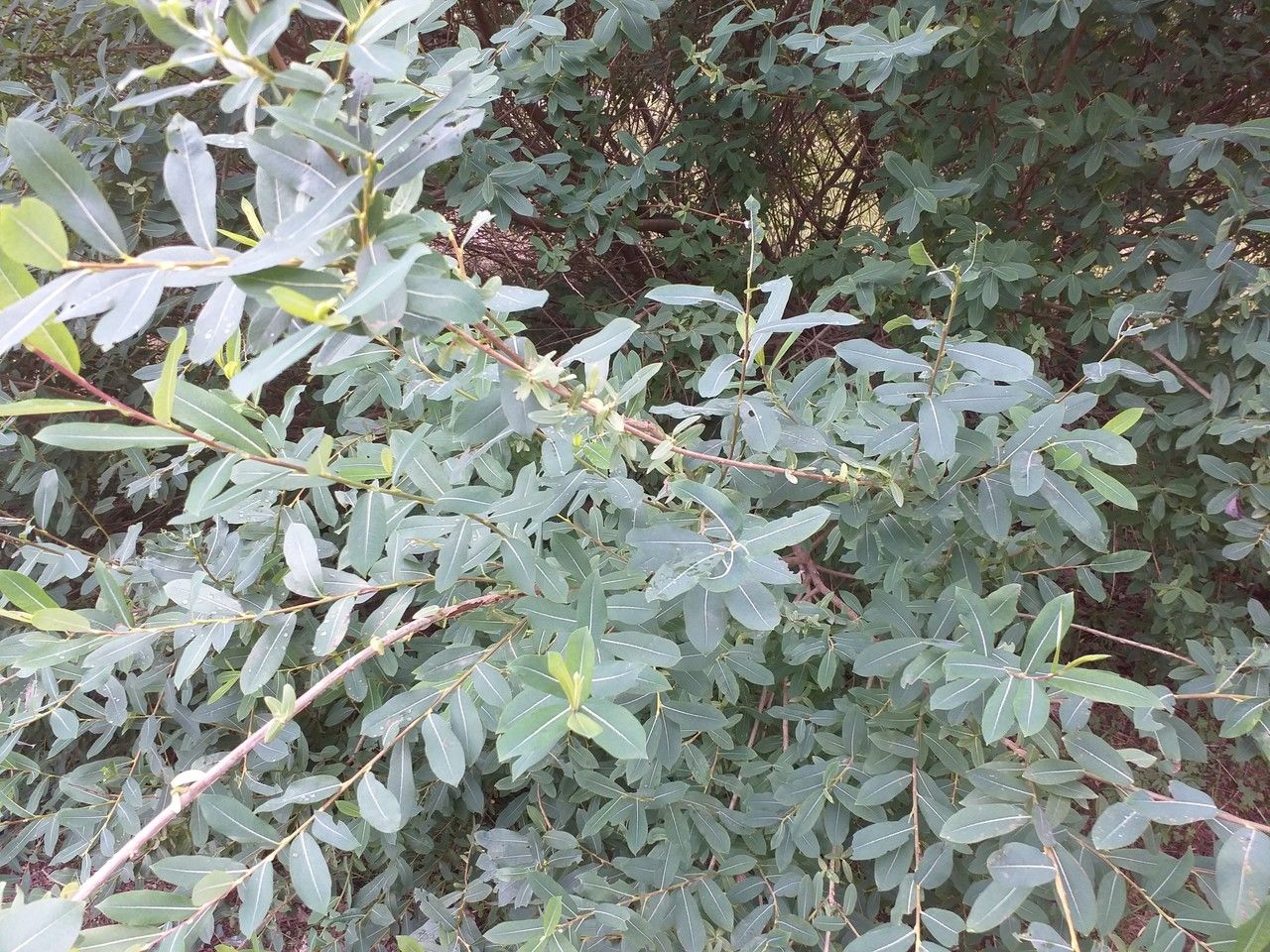 Salix kochiana — houseplant care guide