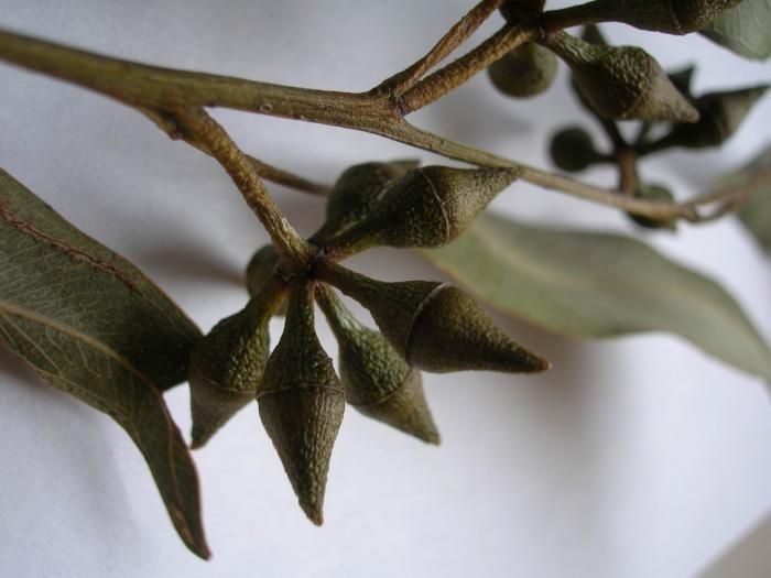 Eucalyptus tereticornis fruit