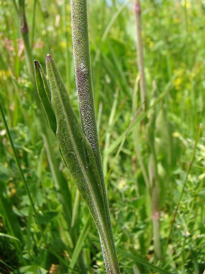 Silene roemeri — houseplant care guide