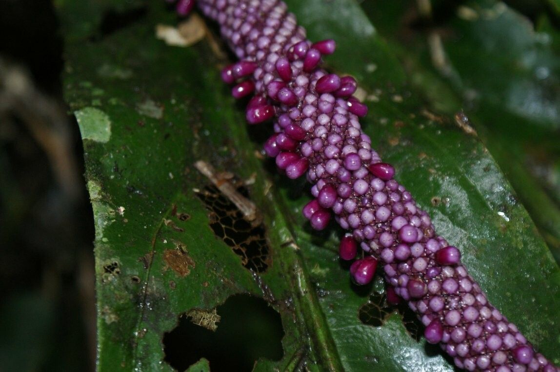 Anthurium ernesti fruit