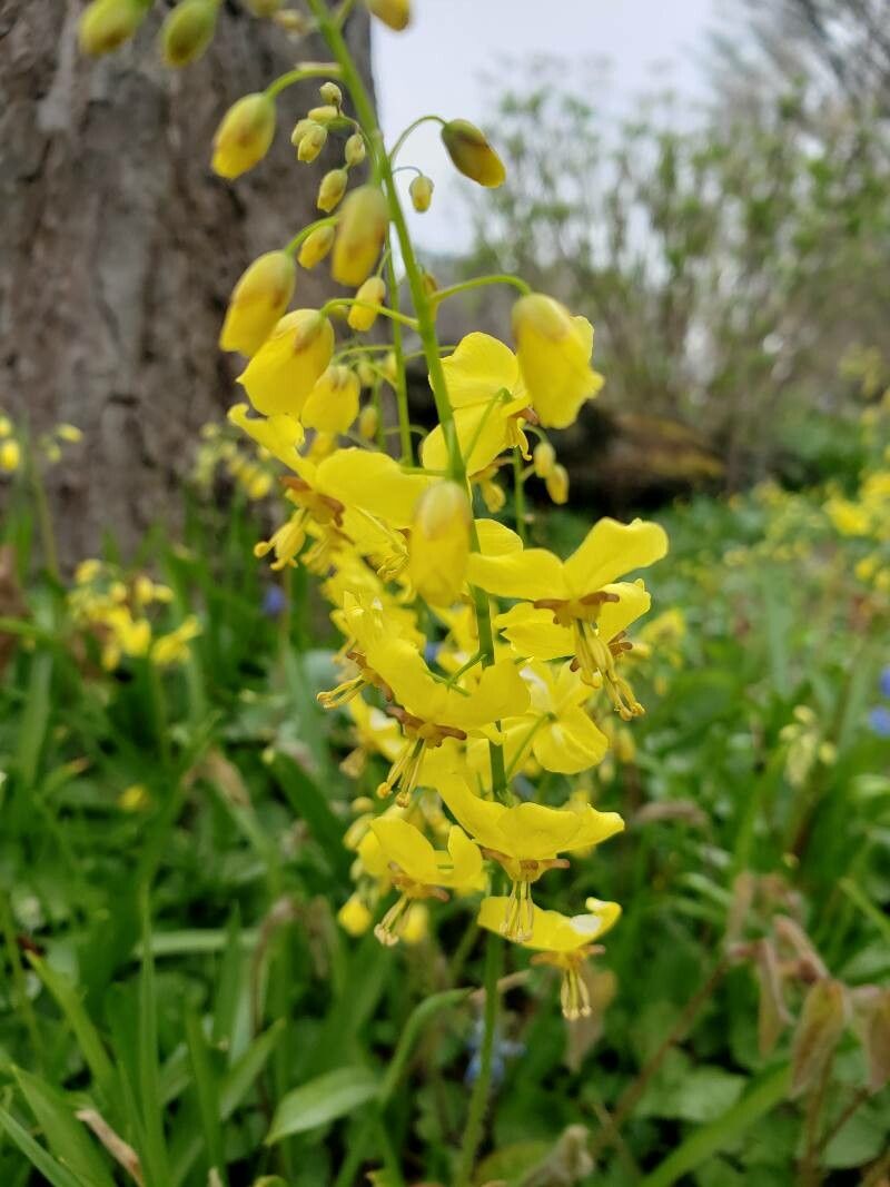 Epimedium pinnatum flower