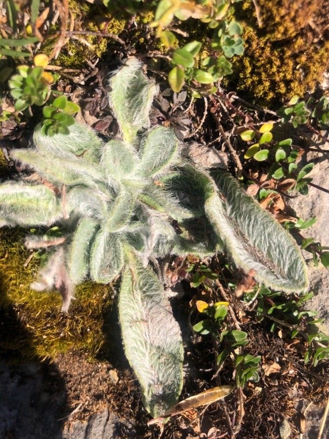 Hieracium bombycinum — houseplant care guide