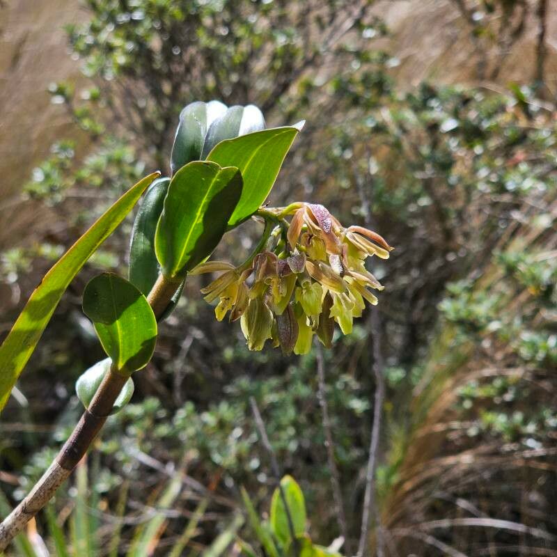 Epidendrum cotacachiense flower