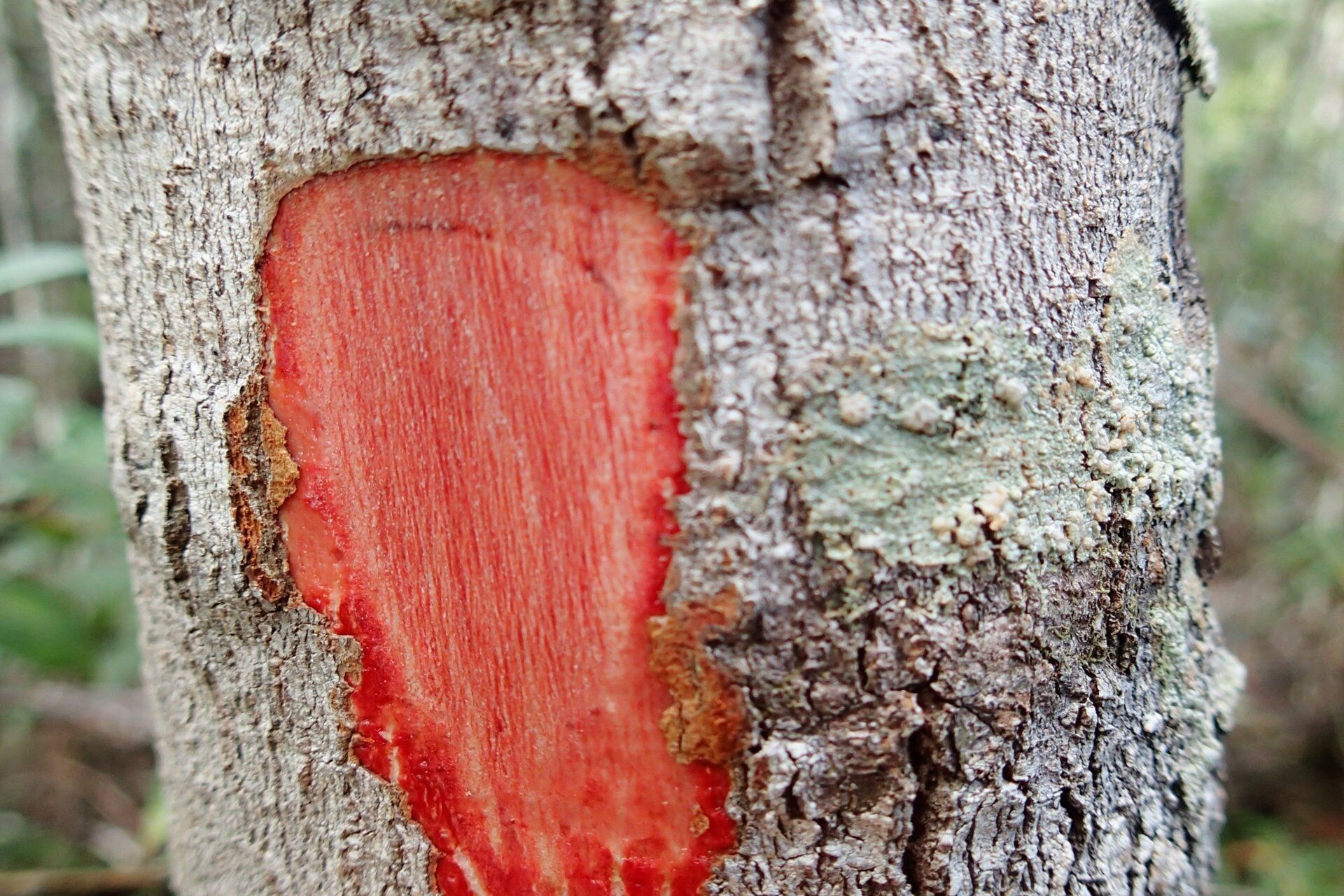 Pterophylla dichotoma bark