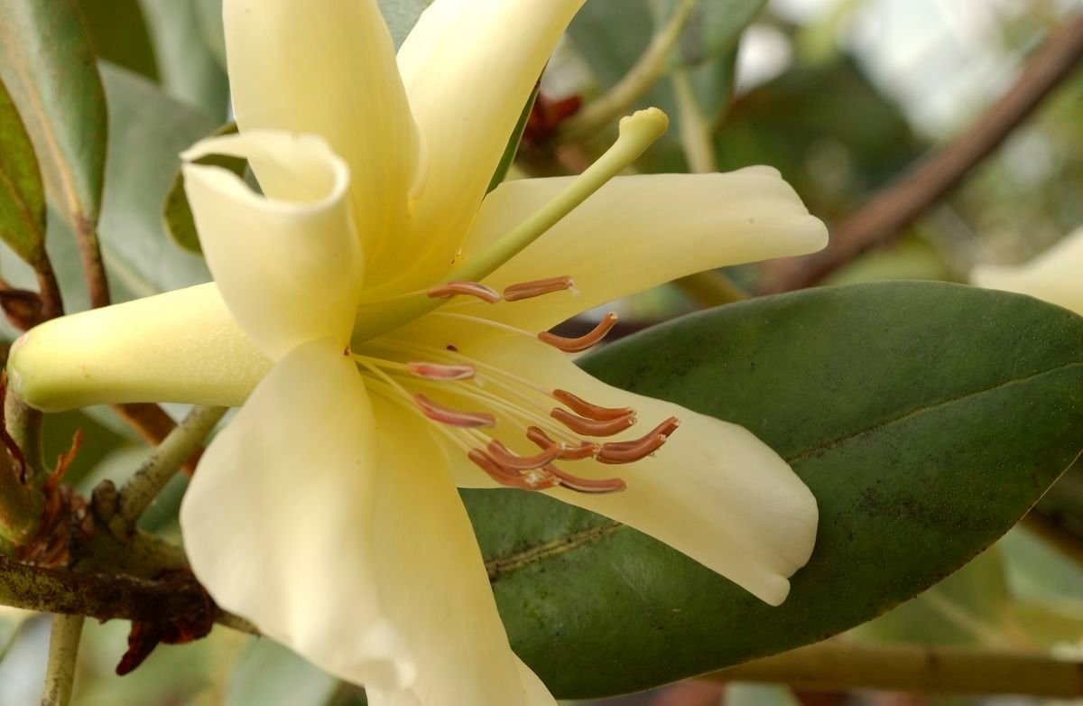 Rhododendron gardenia — search result for 'Gardenia'