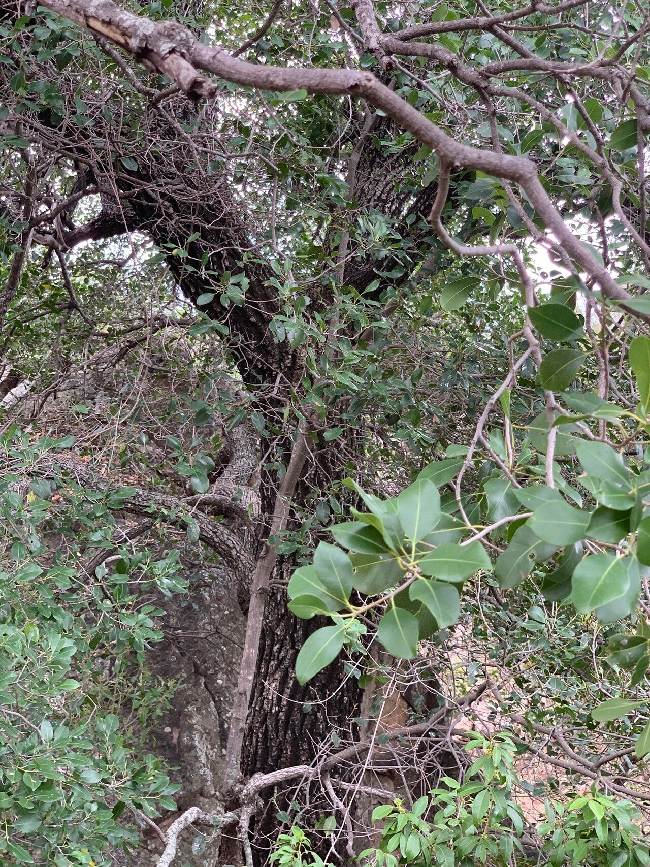 Mimusops obtusifolia habit