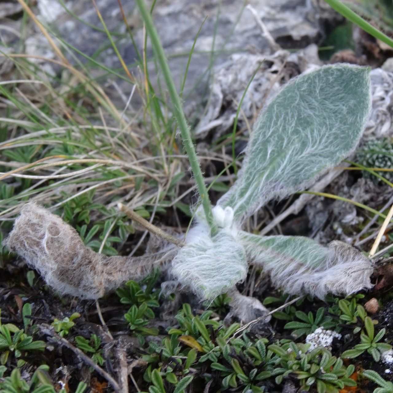 Hieracium phlomoides habit