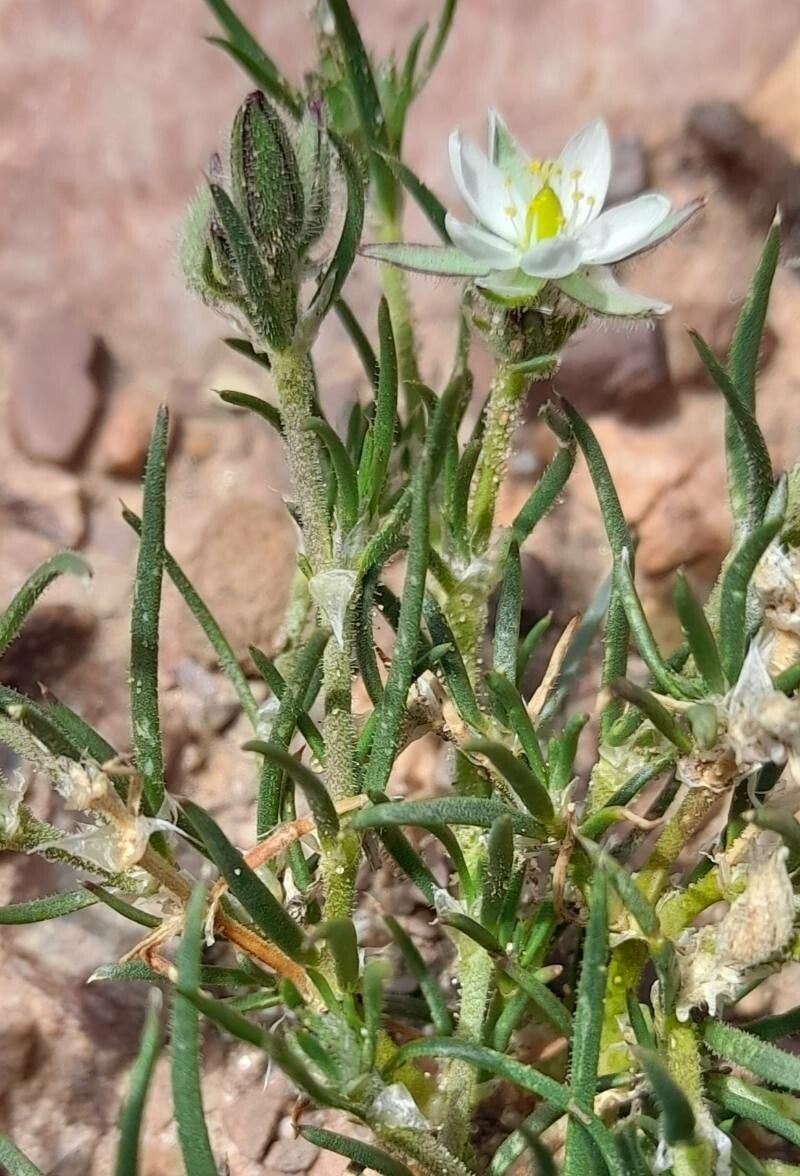 Spergularia ramosa — houseplant care guide