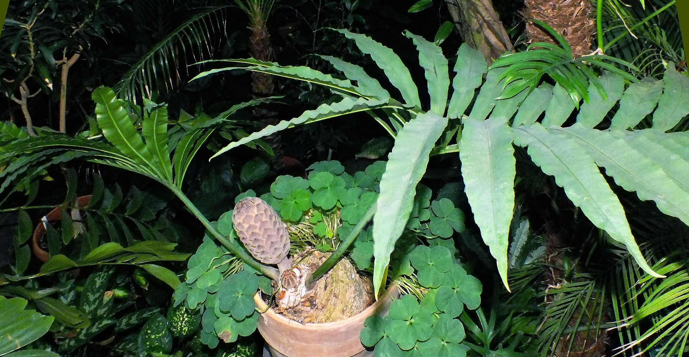 Stangeria eriopus habit