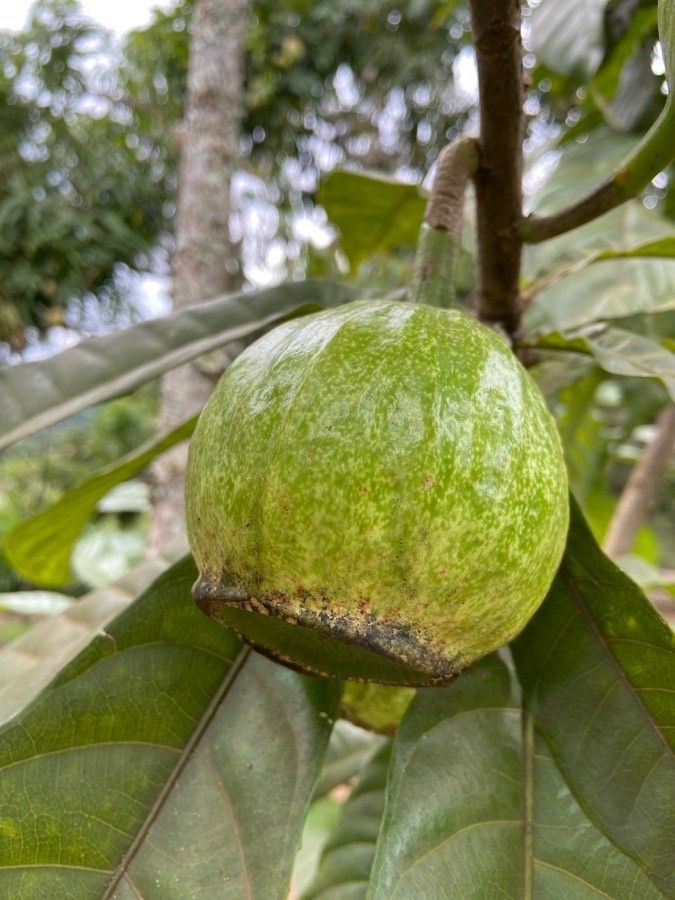 Gustavia augusta fruit
