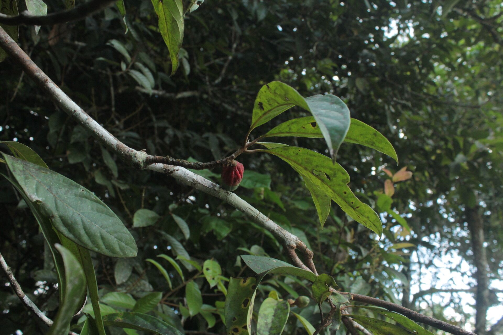Aniba puchury-minor fruit