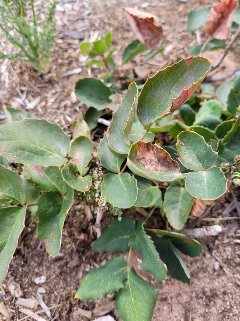Mahonia repens leaf