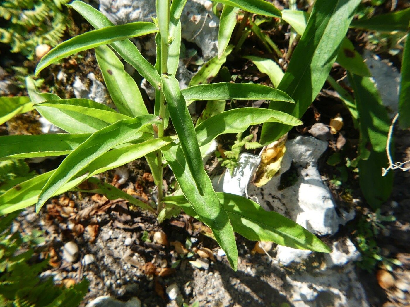 Digitalis laevigata — search result for 'Digitalis'