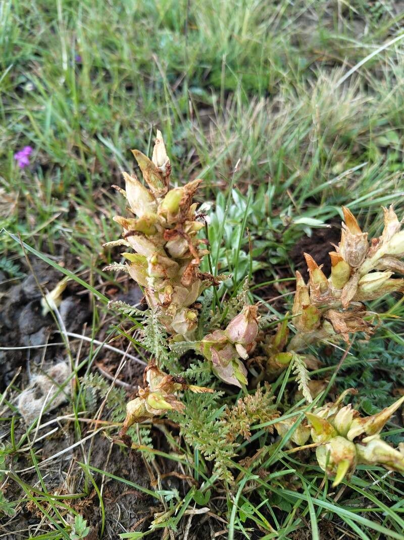 Pedicularis olgae — houseplant care guide