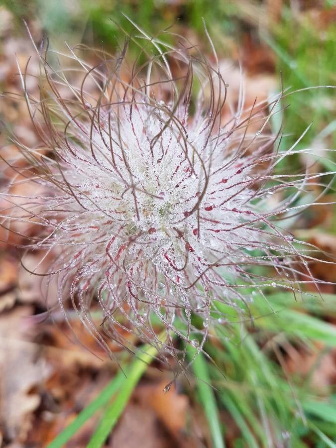 Anemone montana fruit
