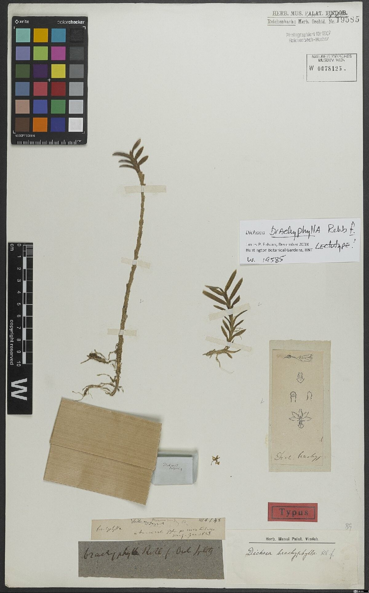 Dichaea brachyphylla — related species from the same genus