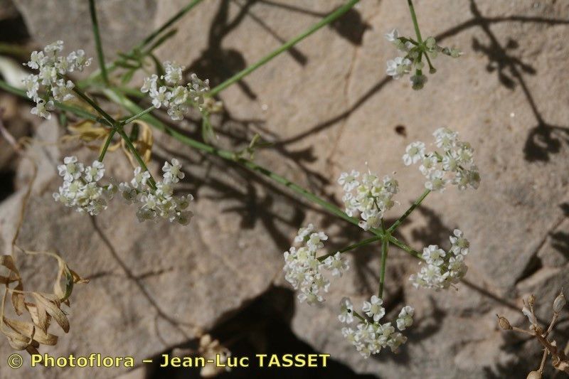 Bunium macuca — related species from the same genus