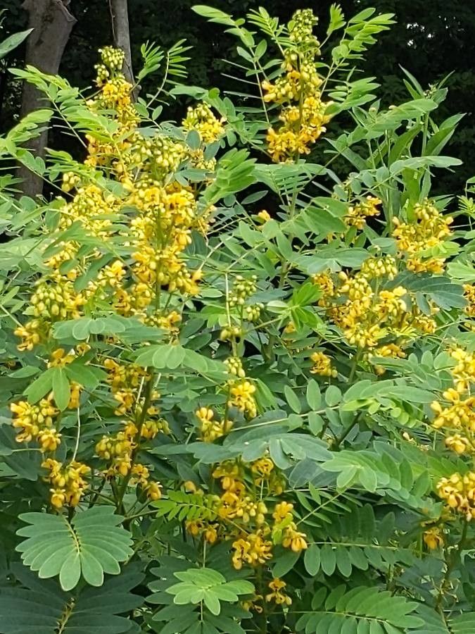 Senna marilandica flower