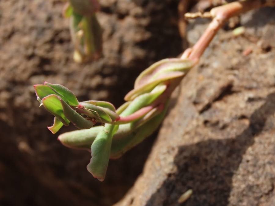 Talinum portulacifolium leaf