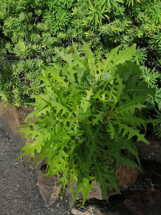 Sonchus pinnatifidus leaf