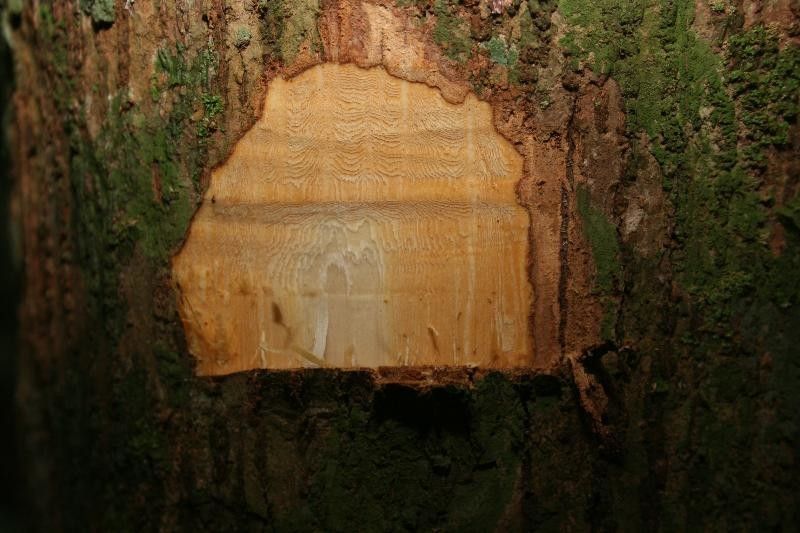 Sloanea brevipes other