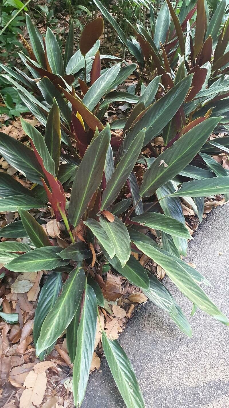 Ctenanthe kummeriana leaf