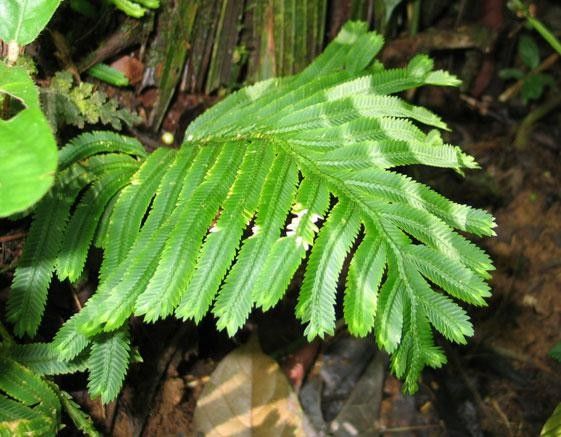 Selaginella bombycina — houseplant care guide