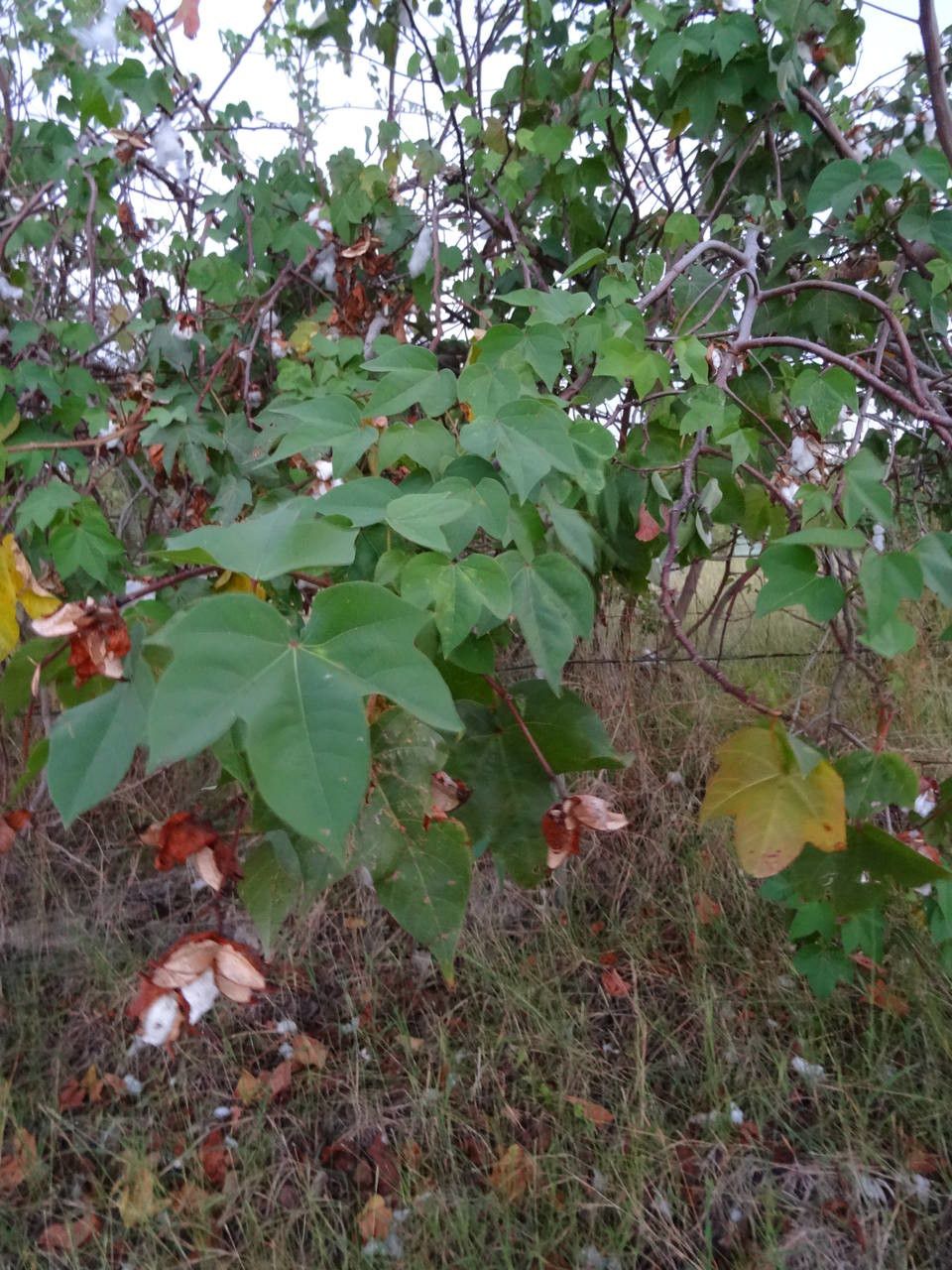 Gossypium spp. habit