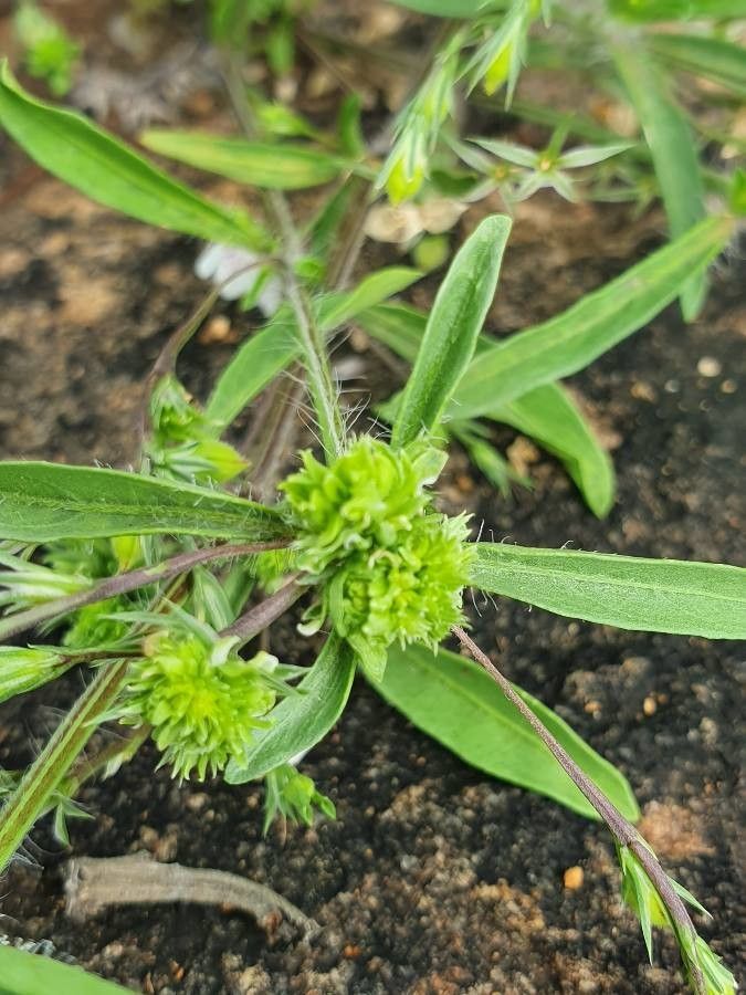 Justicia calyculata fruit