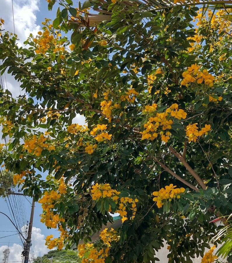 Senna macranthera flower