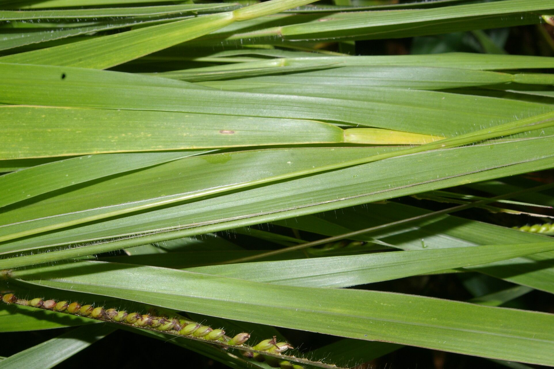 Paspalum foliiforme — search result for 'Paspalum'
