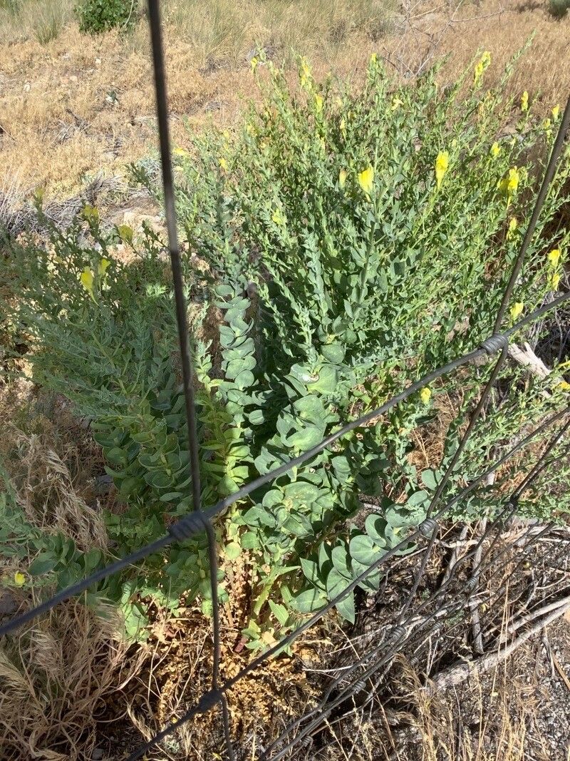 Linaria dalmatica leaf