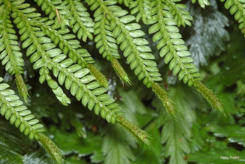 Selaginella hordeiformis — houseplant care guide