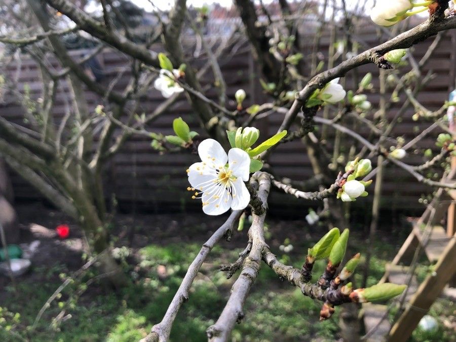 Prunus × syriaca flower