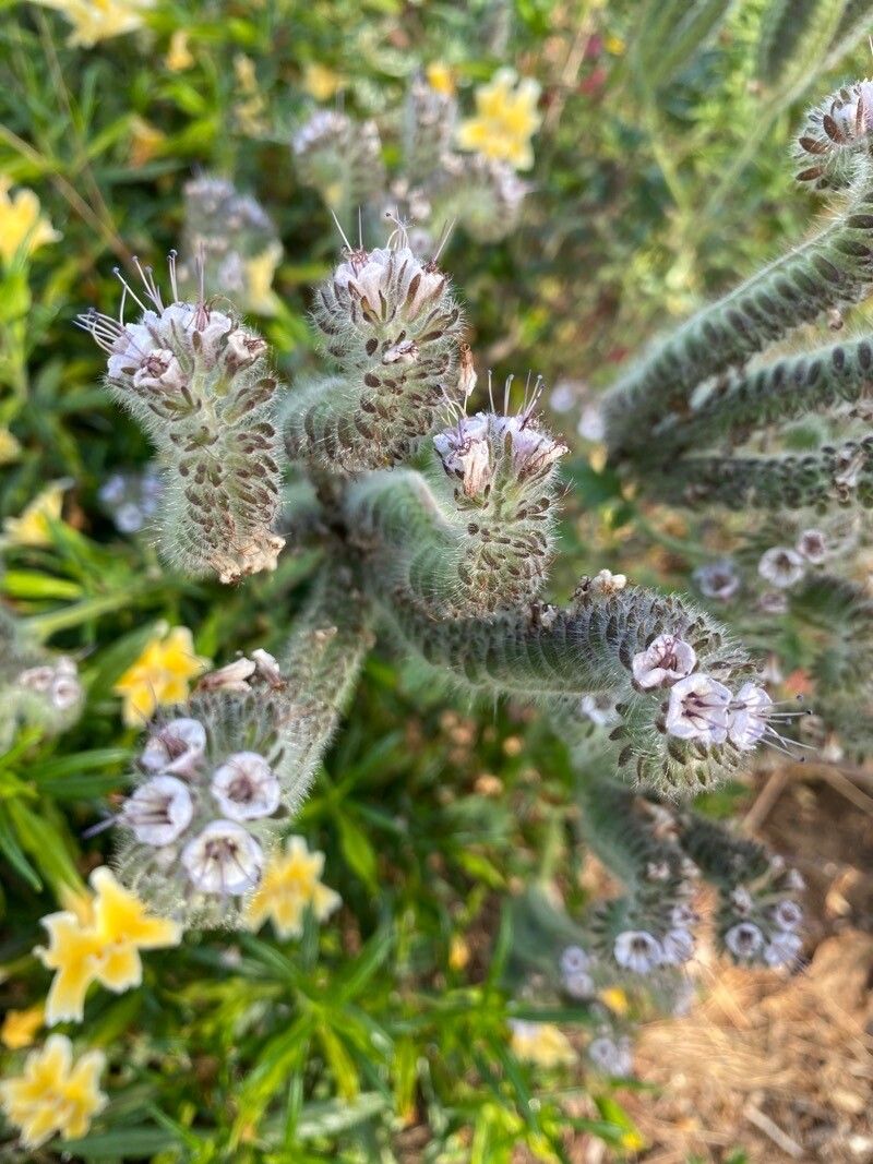 Phacelia cicutaria — search result for 'Phacelia'