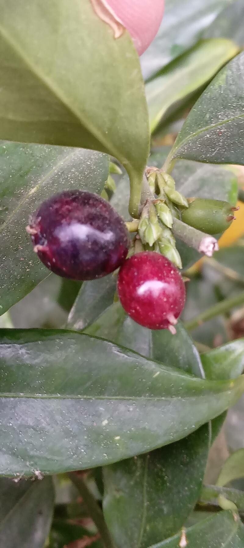 Sarcococca ruscifolia fruit