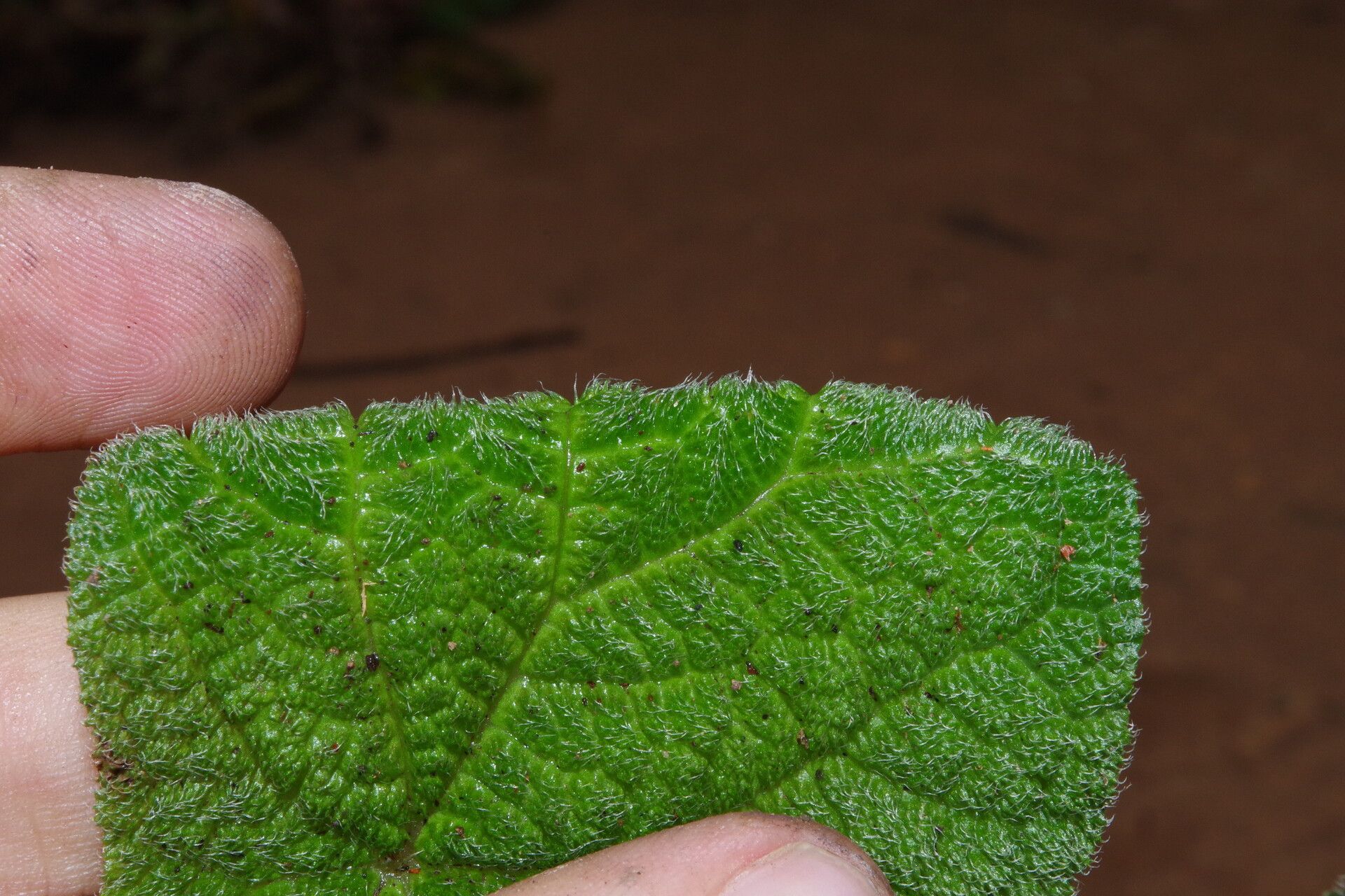 Begonia lacunosa leaf