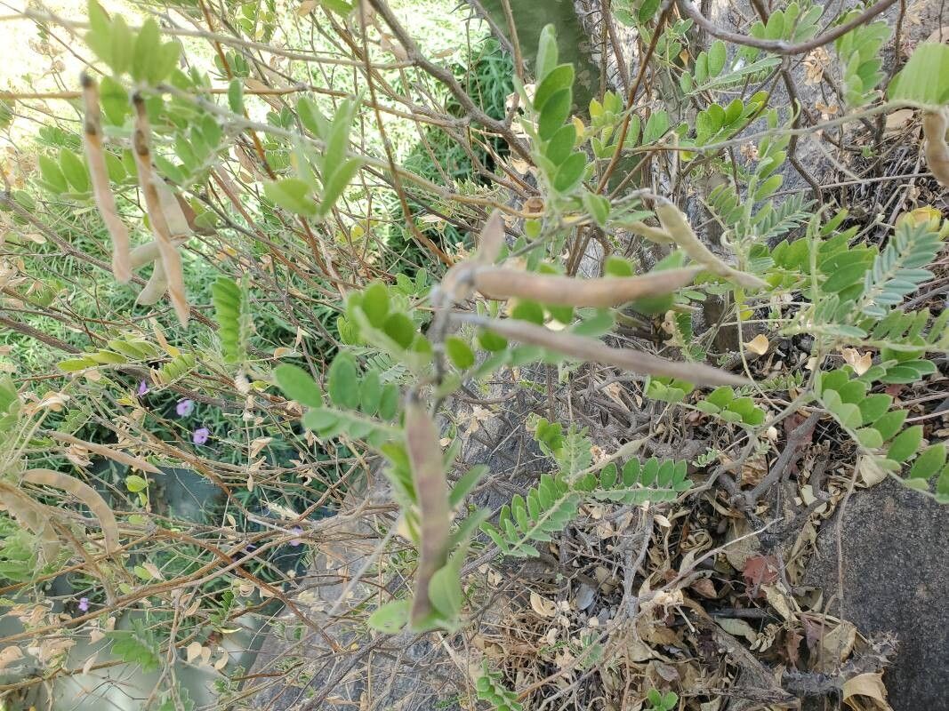 Tephrosia mossiensis — search result for 'Tephrosia'