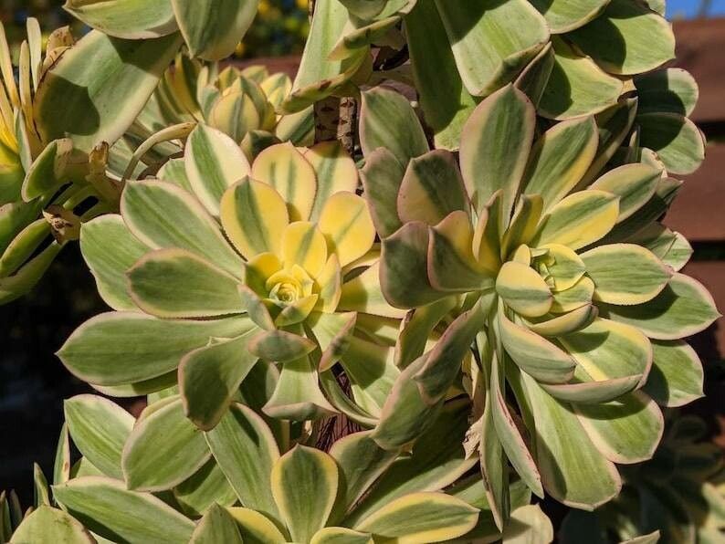 Aeonium decorum flower