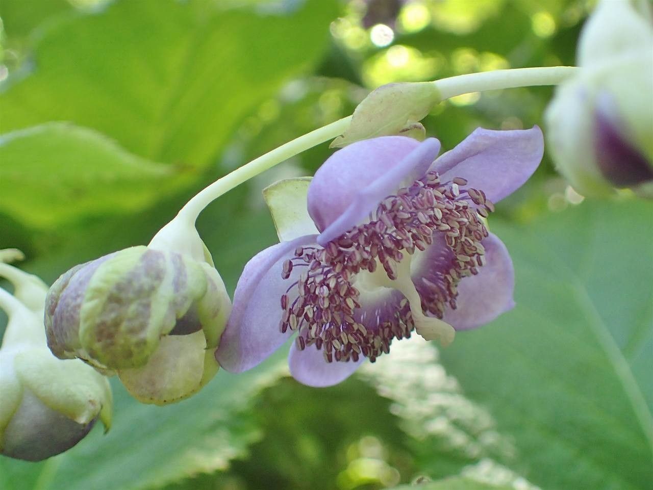 Deinanthe caerulea flower