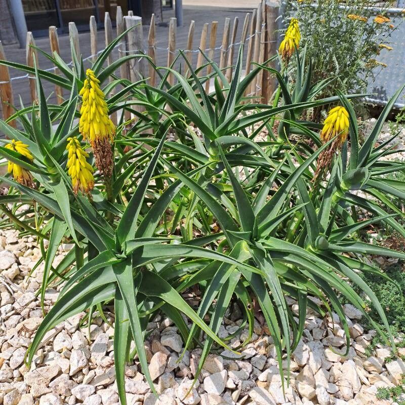 Aloiampelos striatula flower