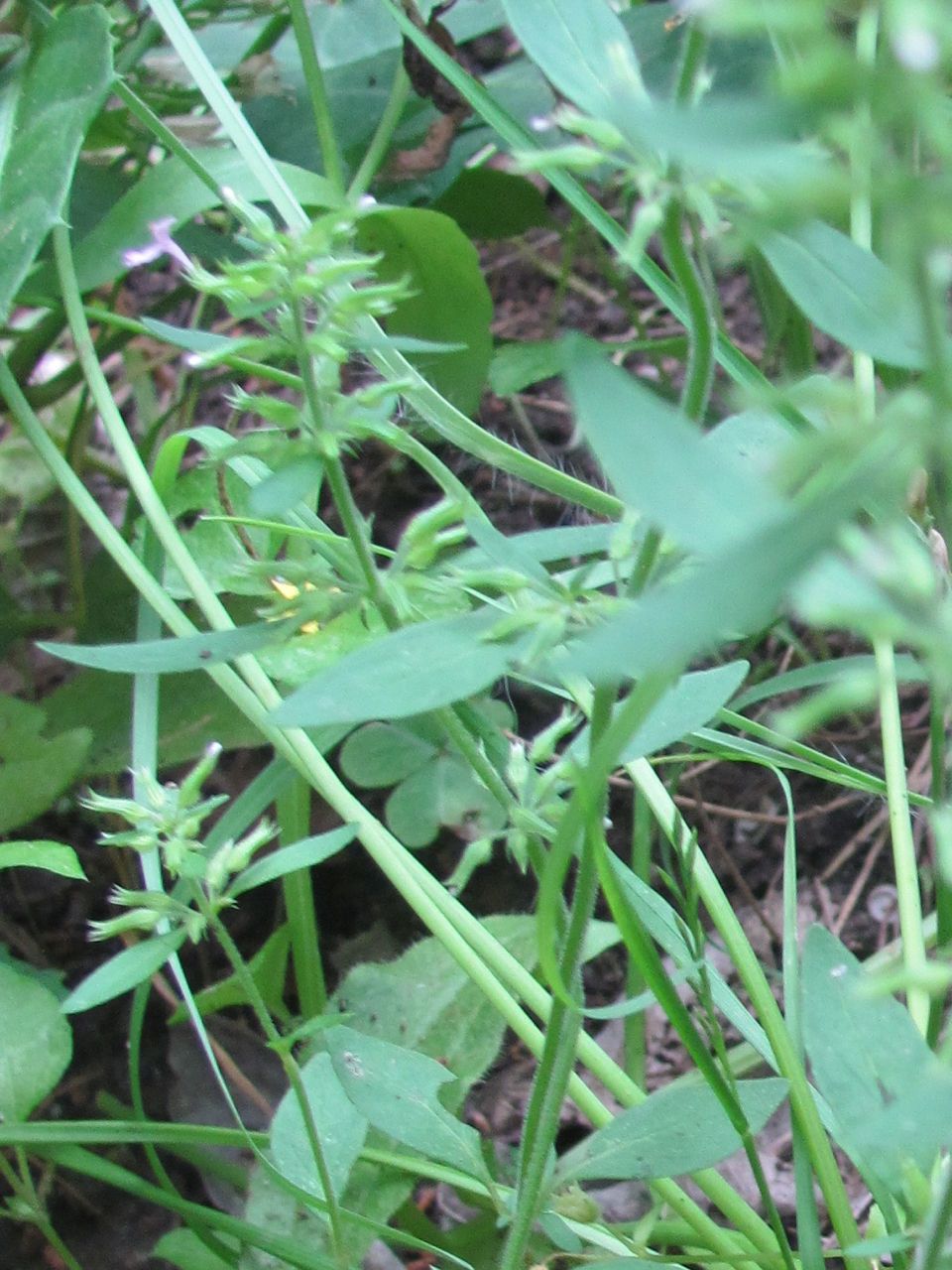 Hedeoma acinoides habit
