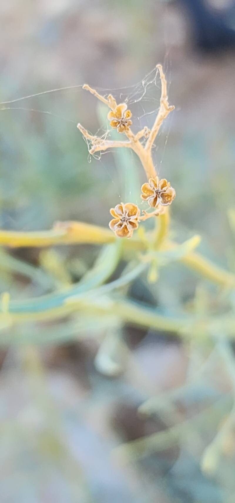 Haplophyllum canaliculatum fruit