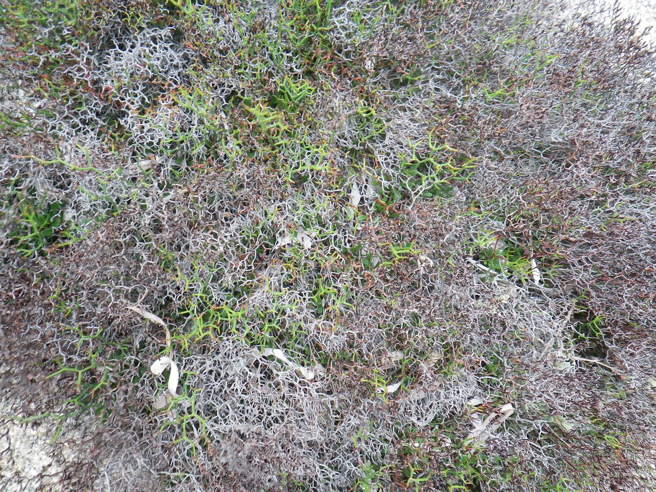 Limonium lambinonii habit