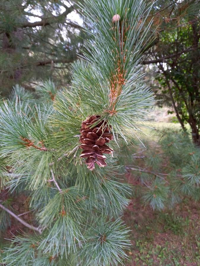 Pinus strobiformis fruit