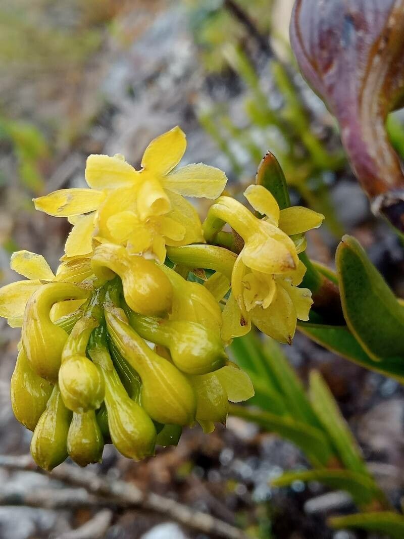 Epidendrum zipaquiranum flower