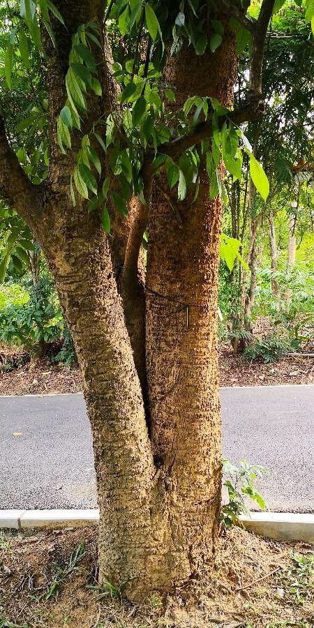 Stereospermum tetragonum habit