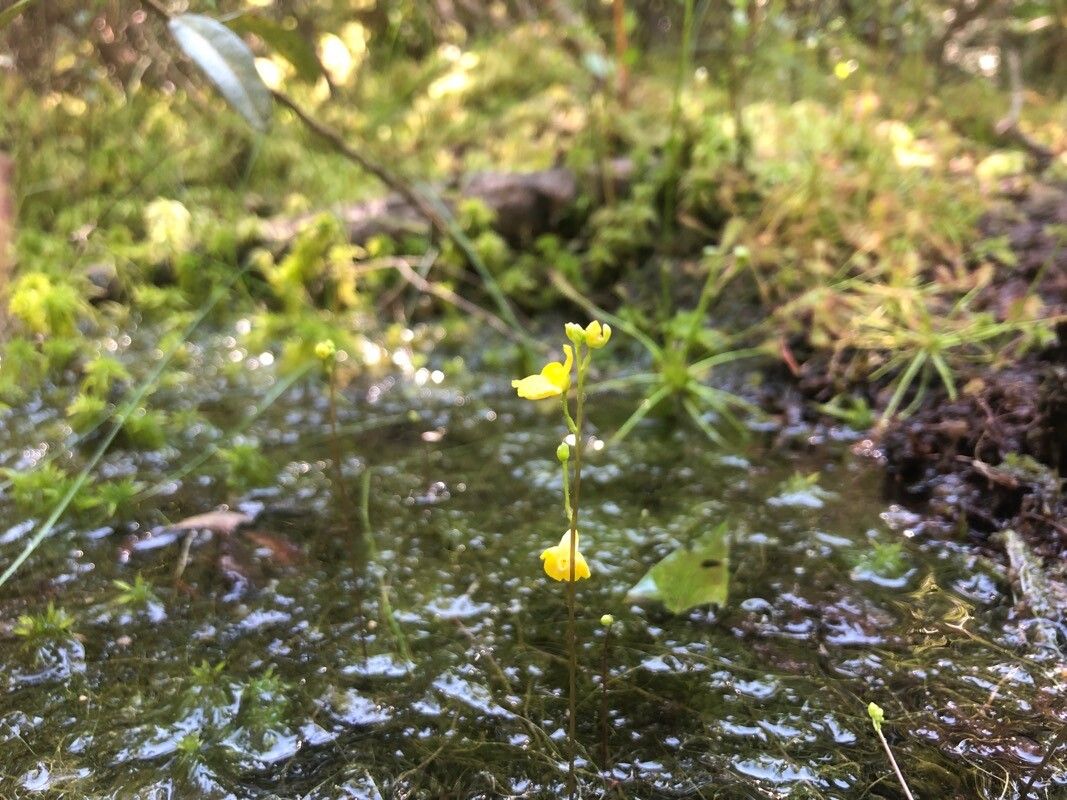 Utricularia geminiscapa flower
