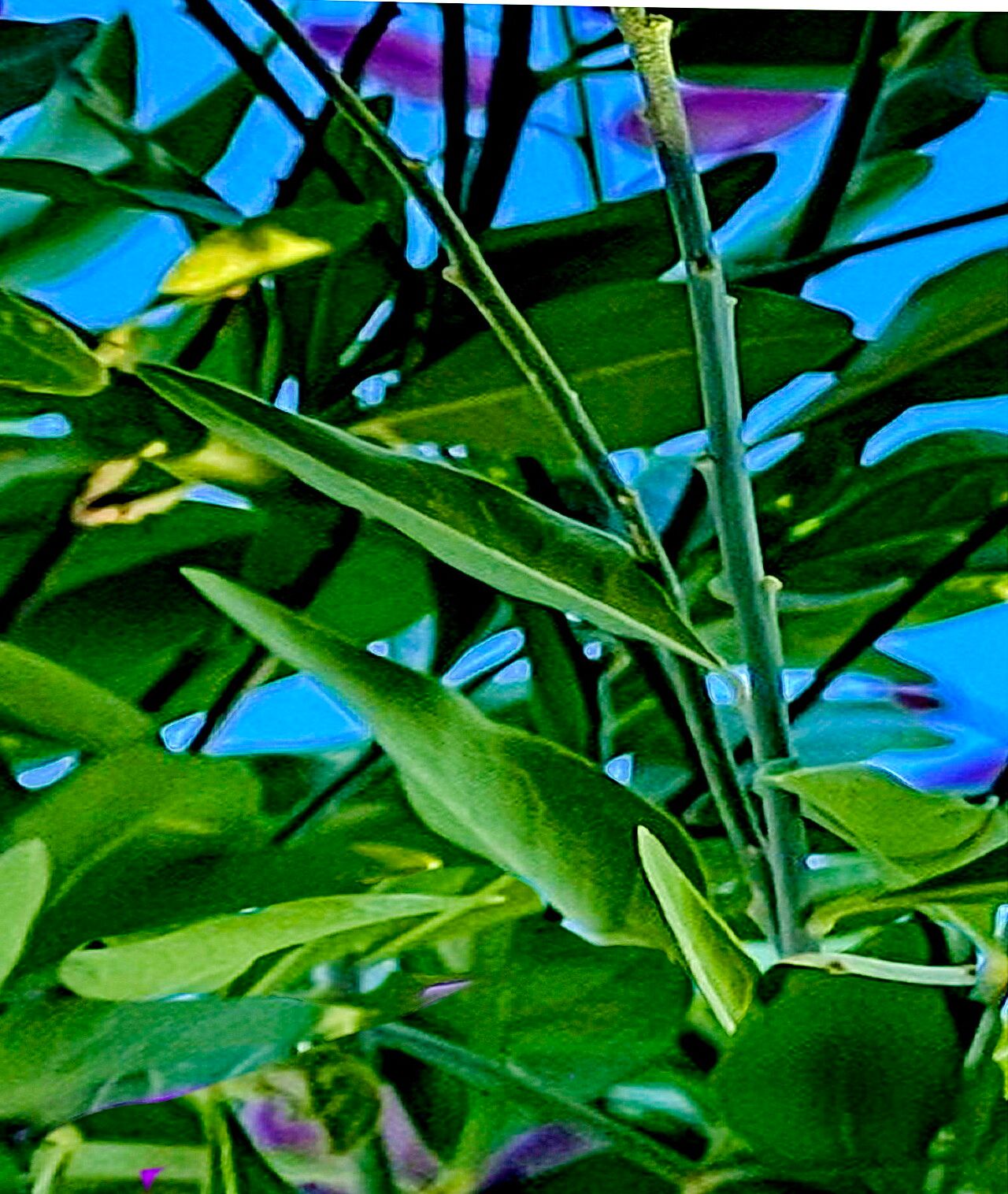 Asemeia apopetala — related species from the same genus