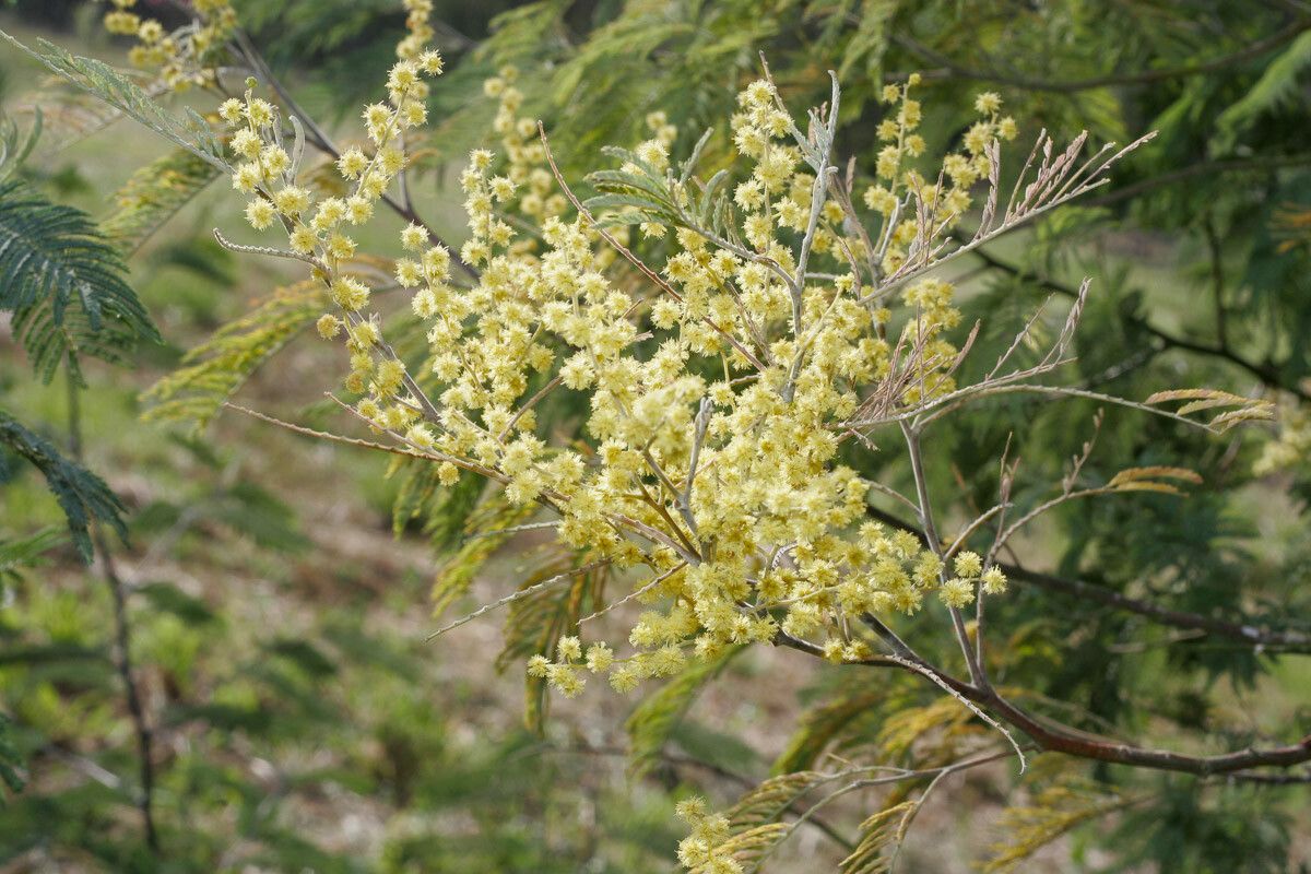 Acacia mearnsii flower